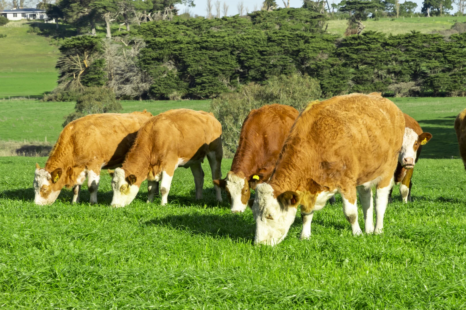 Additional image 14 of The Bend, Kellys Road, Panmure VIC 3265