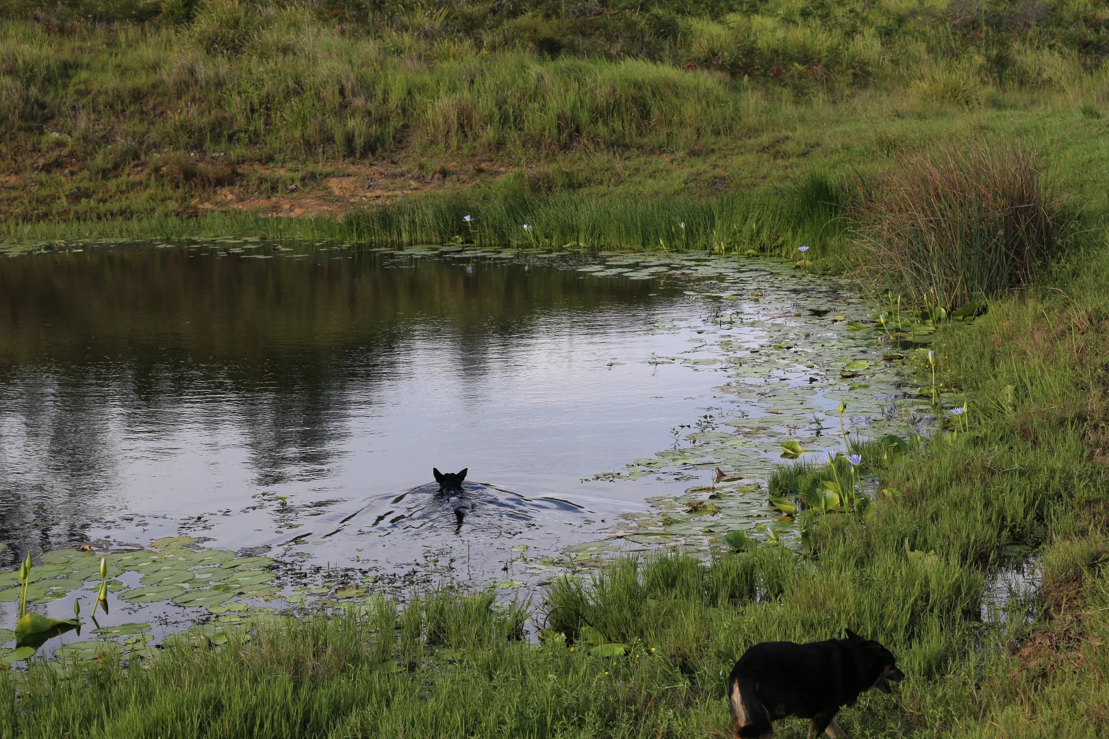 Image 15