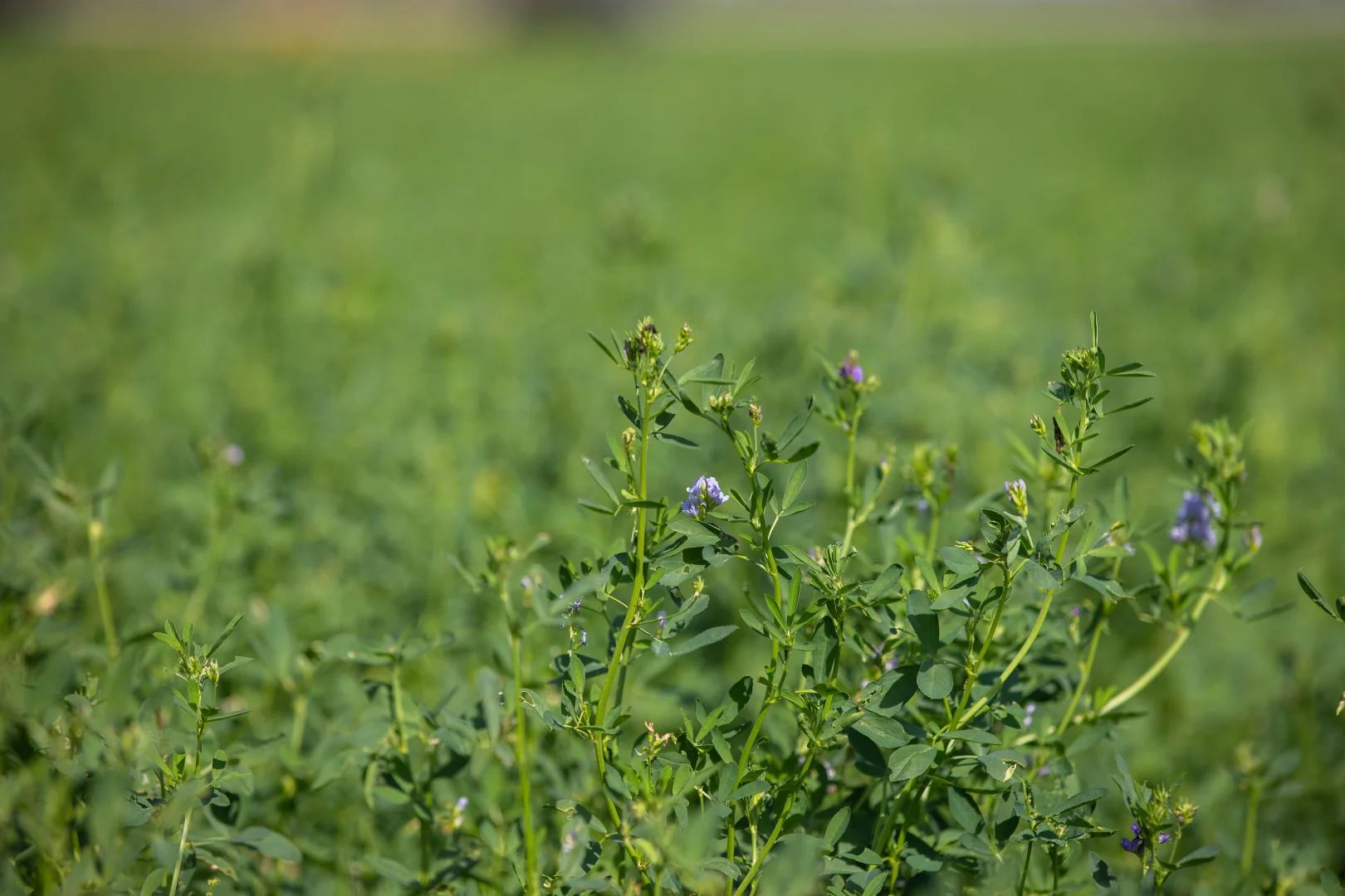 Additional image 9 of 1948 Coach Road, Morven NSW 2660