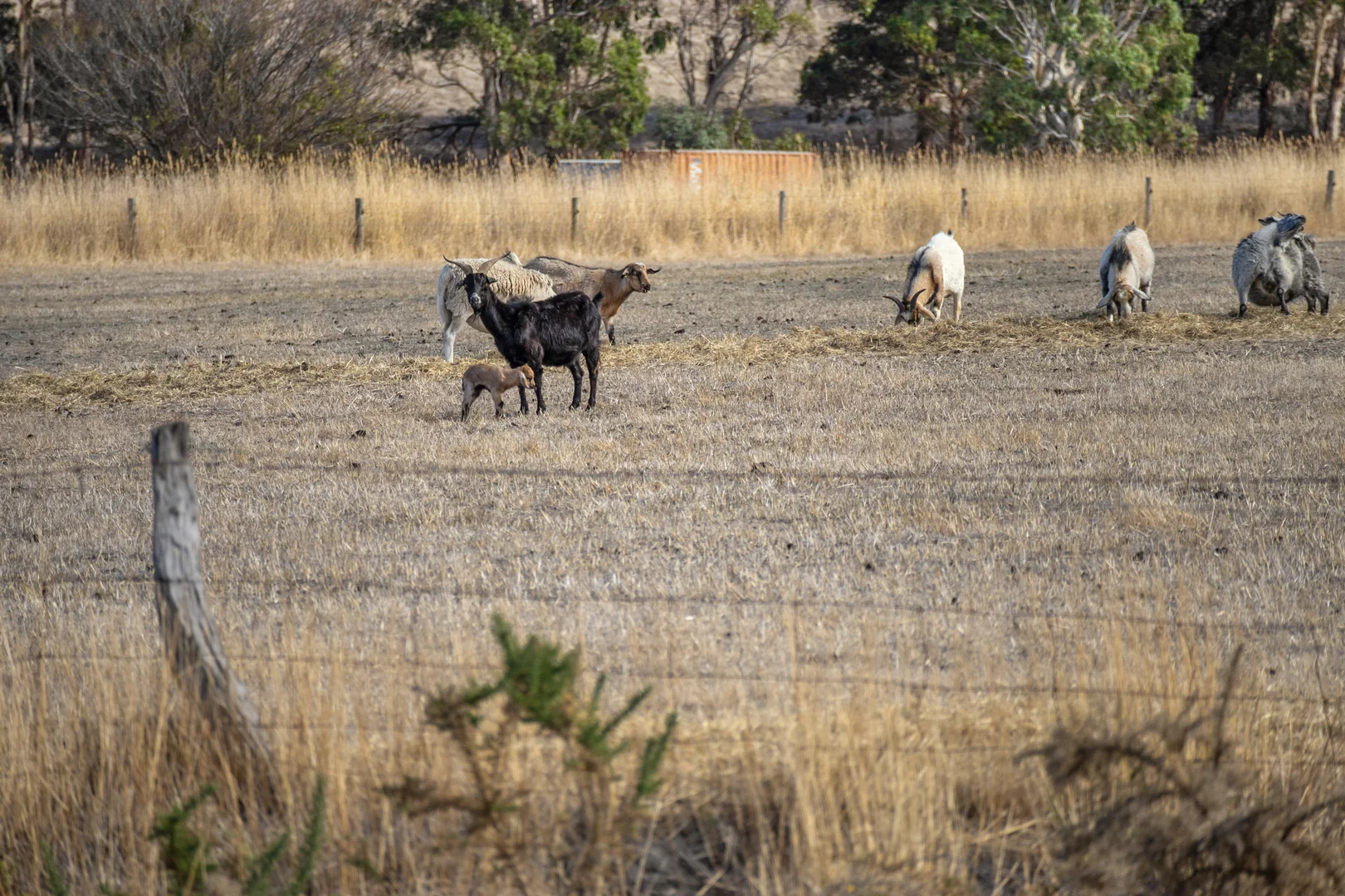 Additional image 15 of 300 Torrens Vale Road, Torrens Vale SA 5203