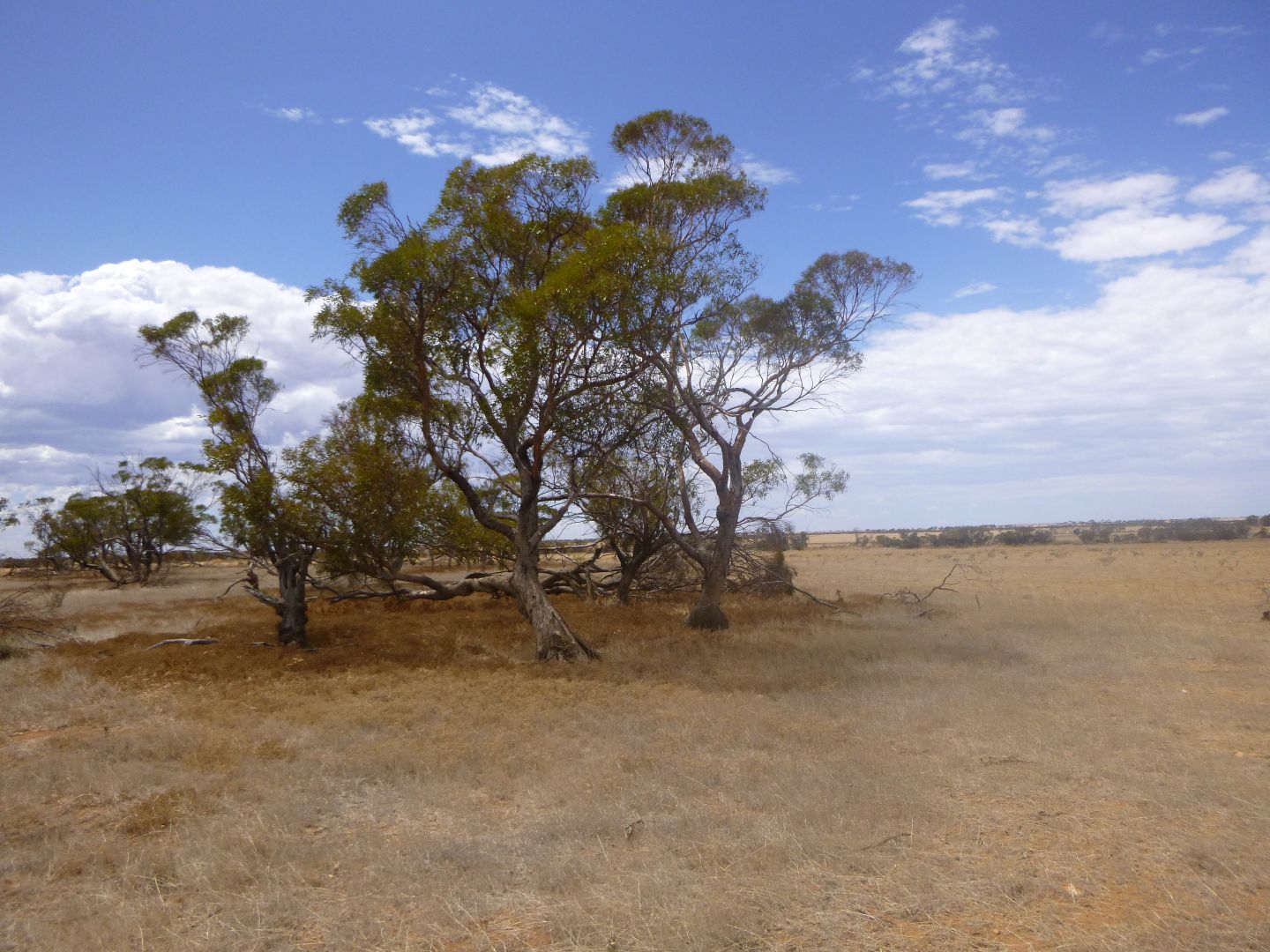 1 Perenjori-Rothsay Road, Perenjori WA 6620, Image 2