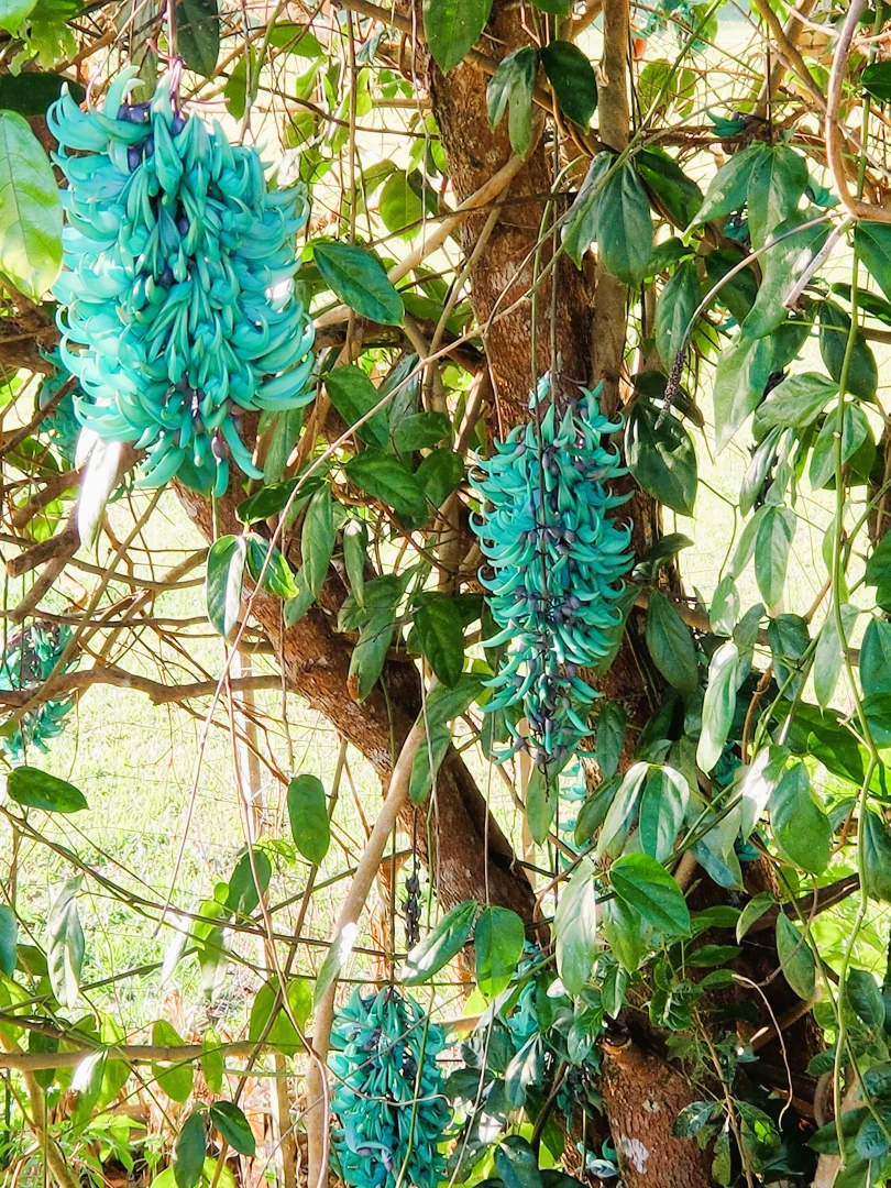 Additional image 28 of 17 Cahill Close, Peeramon QLD 4885