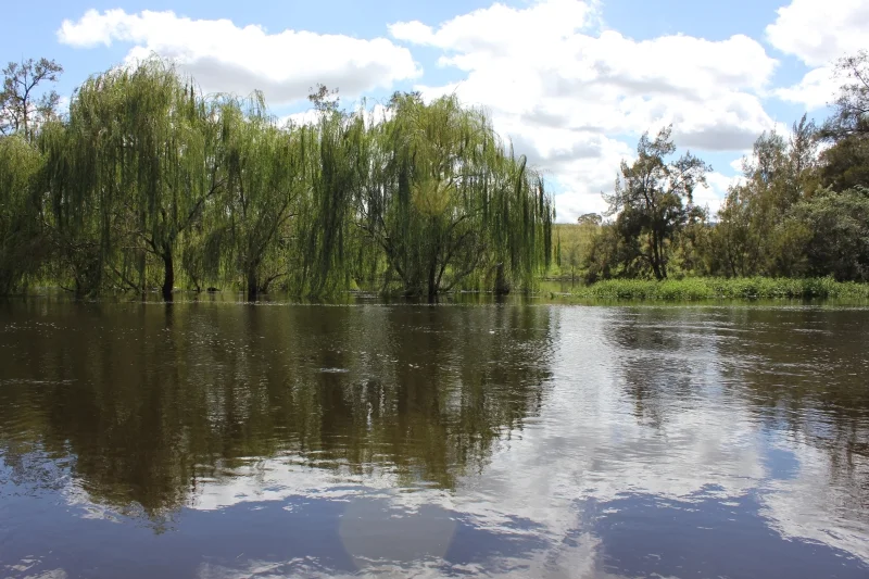 Additional image 6 of 'Fernlee' 557 Pindari Dam Rd, Ashford NSW 2361