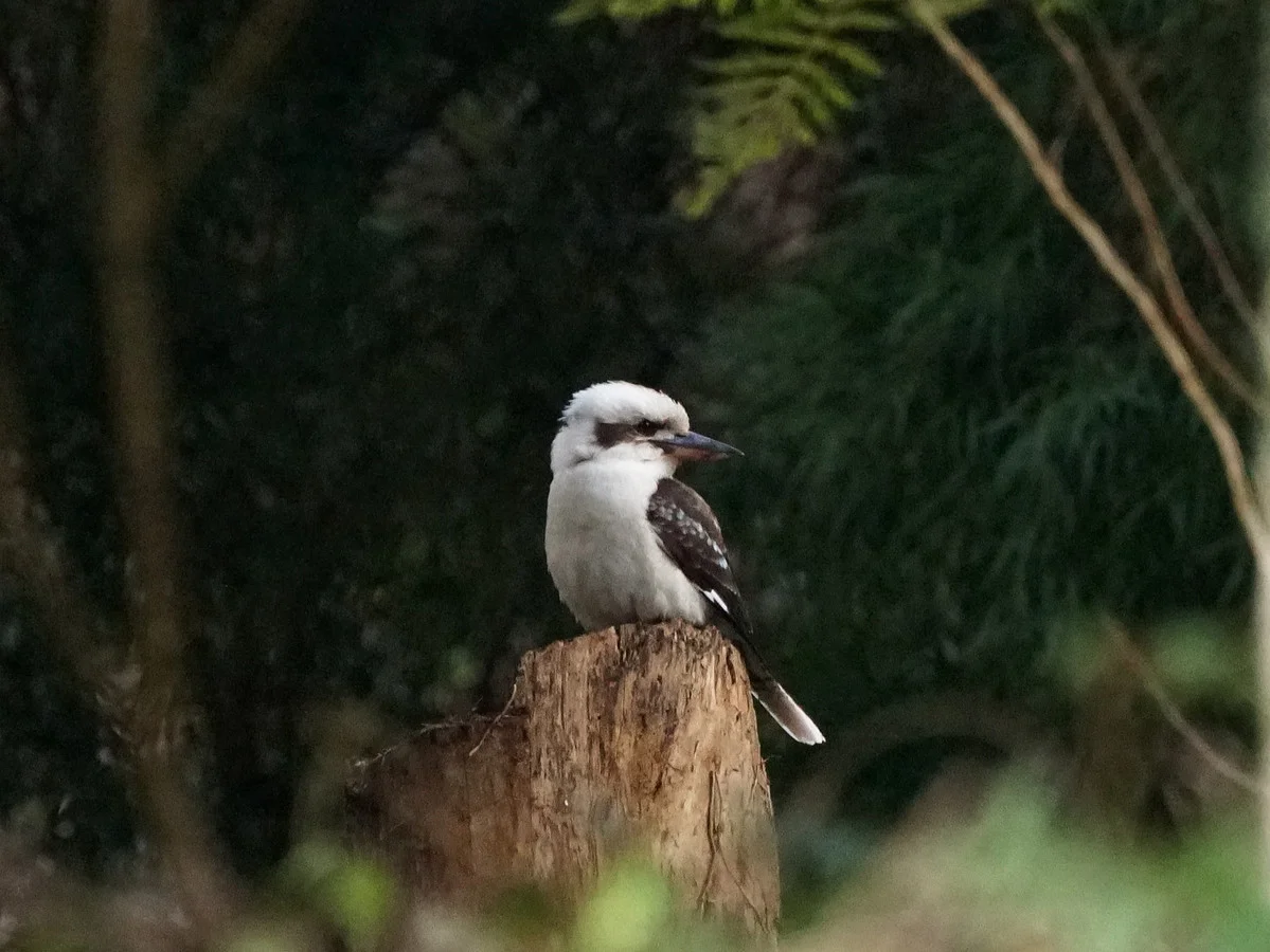 Additional image 5 of 110 Staffords Road, Johanna VIC 3238