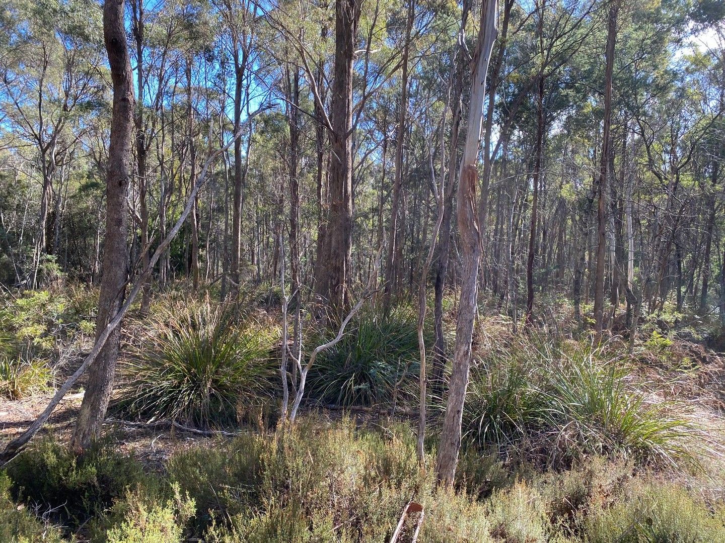 Lot 1 River Road, Reedy Marsh TAS 7304, Image 0