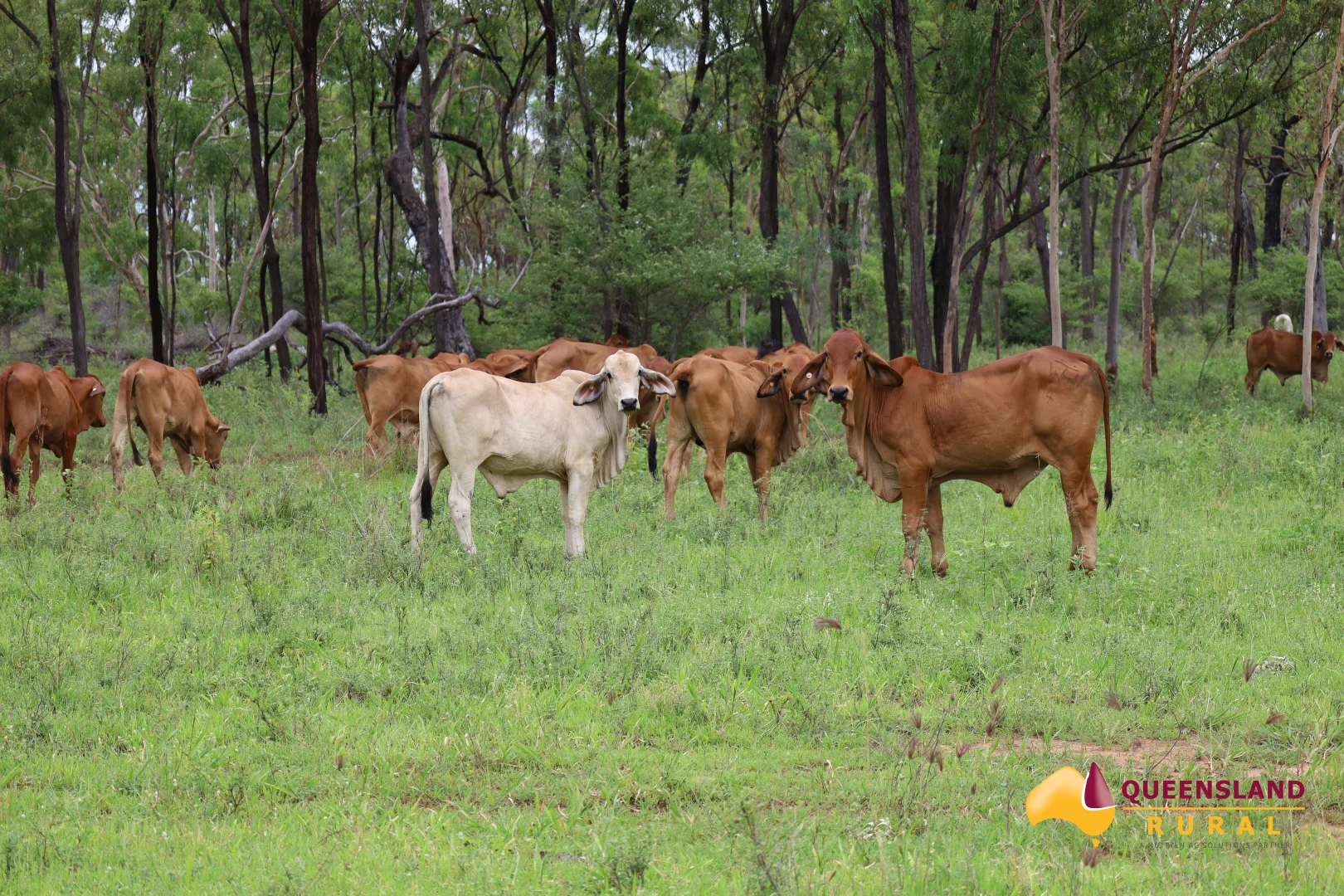 Additional image 19 of Ayr QLD 4807