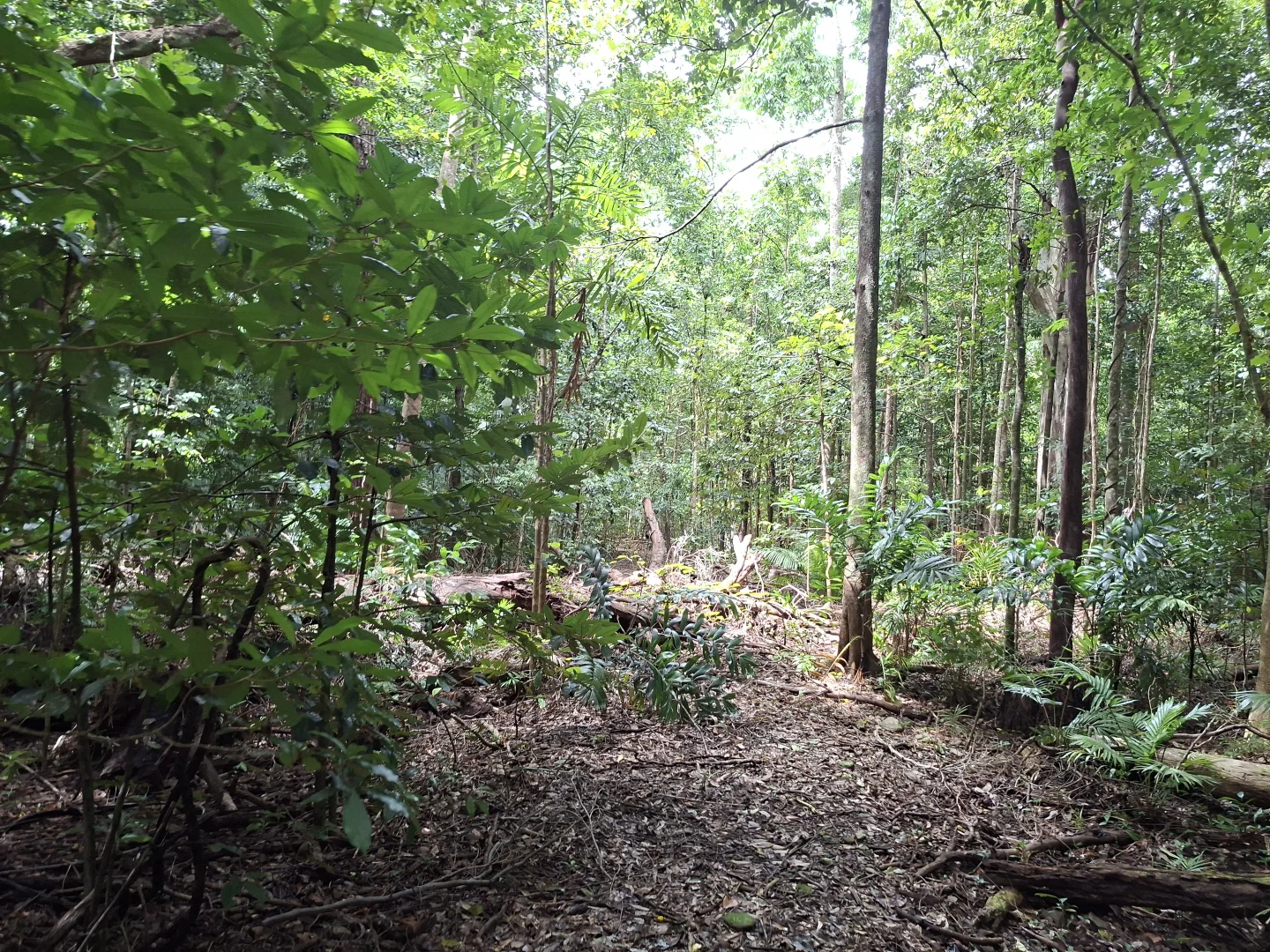 Additional image 7 of Lot 140 Quandong Road, Cow Bay, Daintree QLD 4873