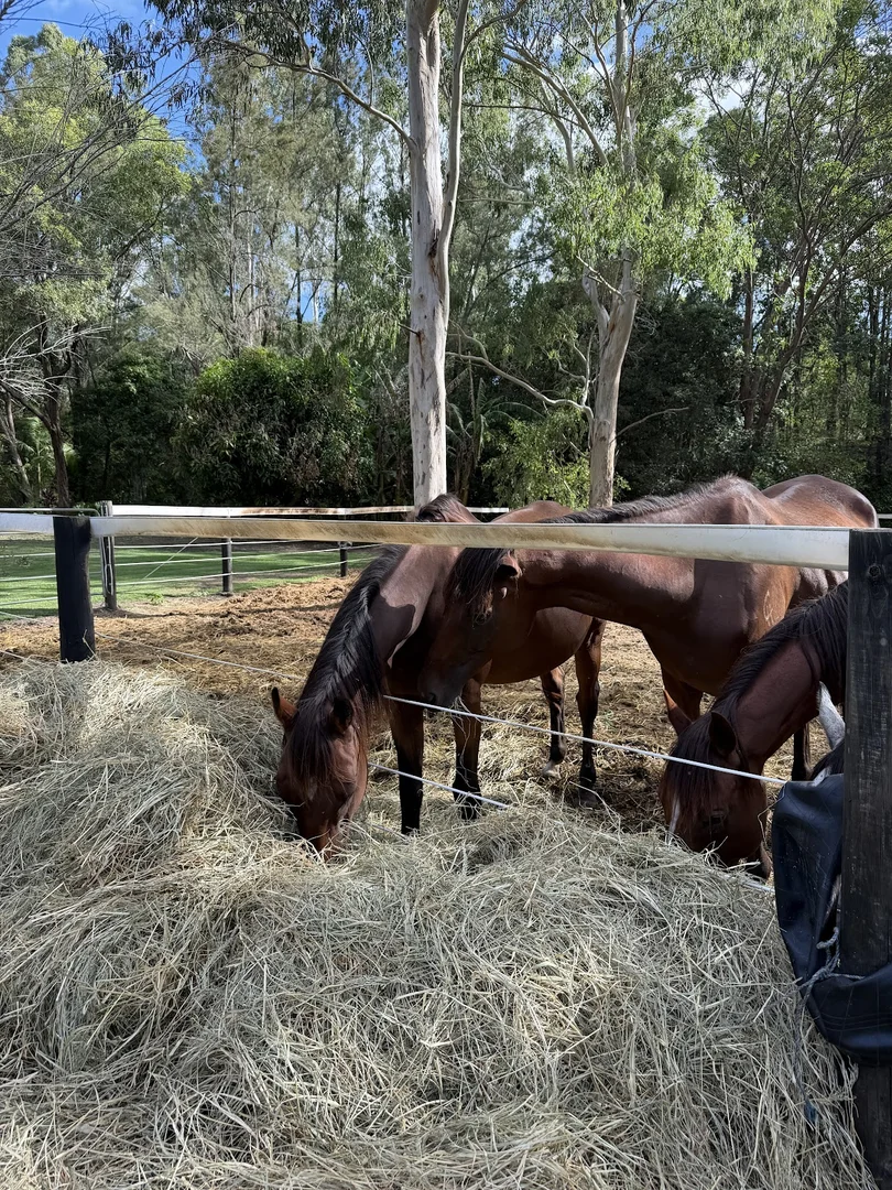 Additional image 11 of 130-136 Wagonwheel Road, Boyland QLD 4275