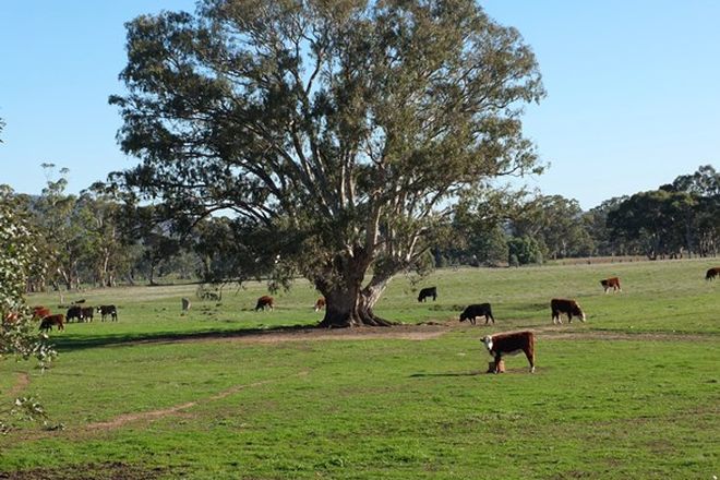 Picture of 91 Marland Road, BARKLY VIC 3384