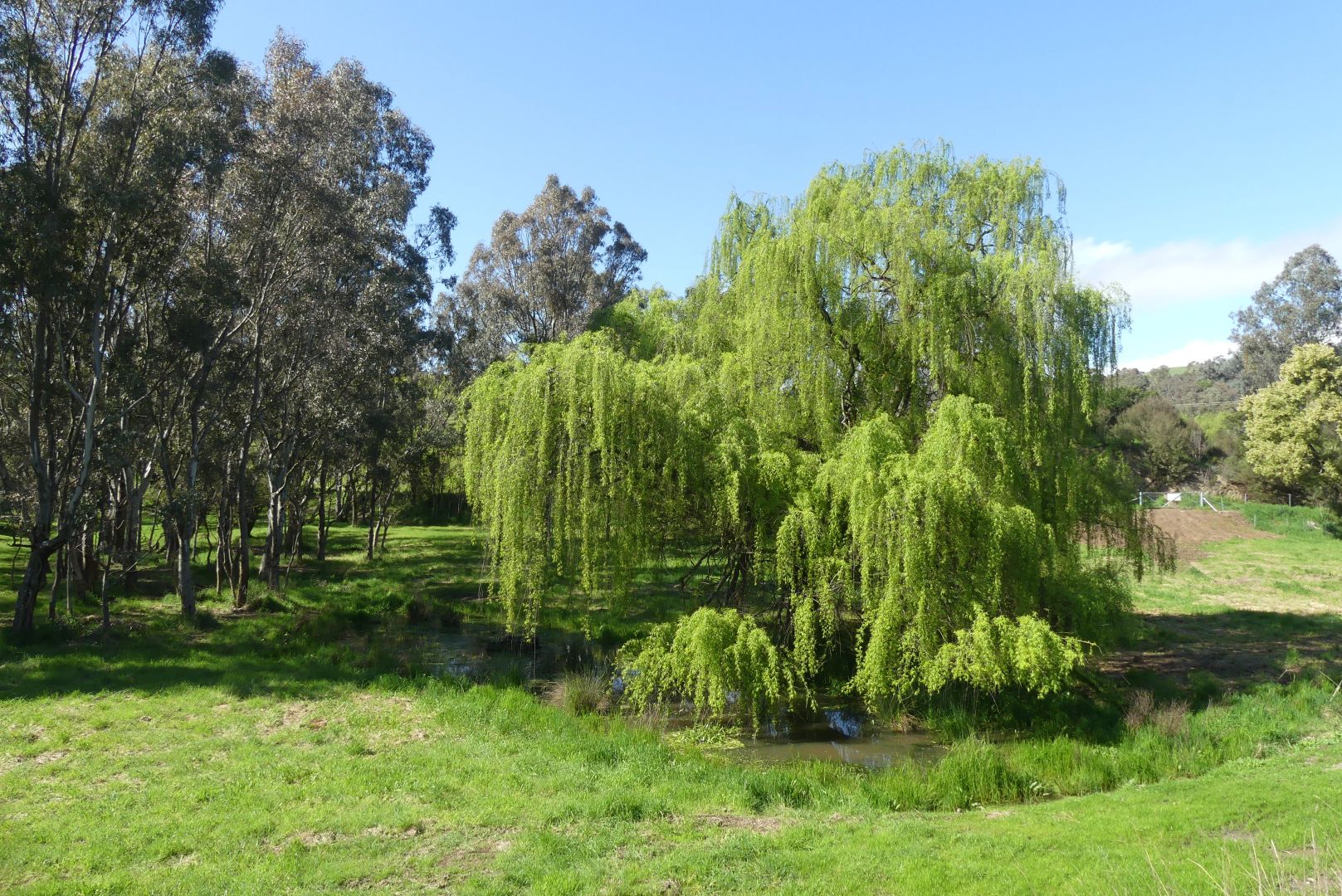 1565 Whanregarwen Road, Molesworth VIC 3718 House for Sale Domain