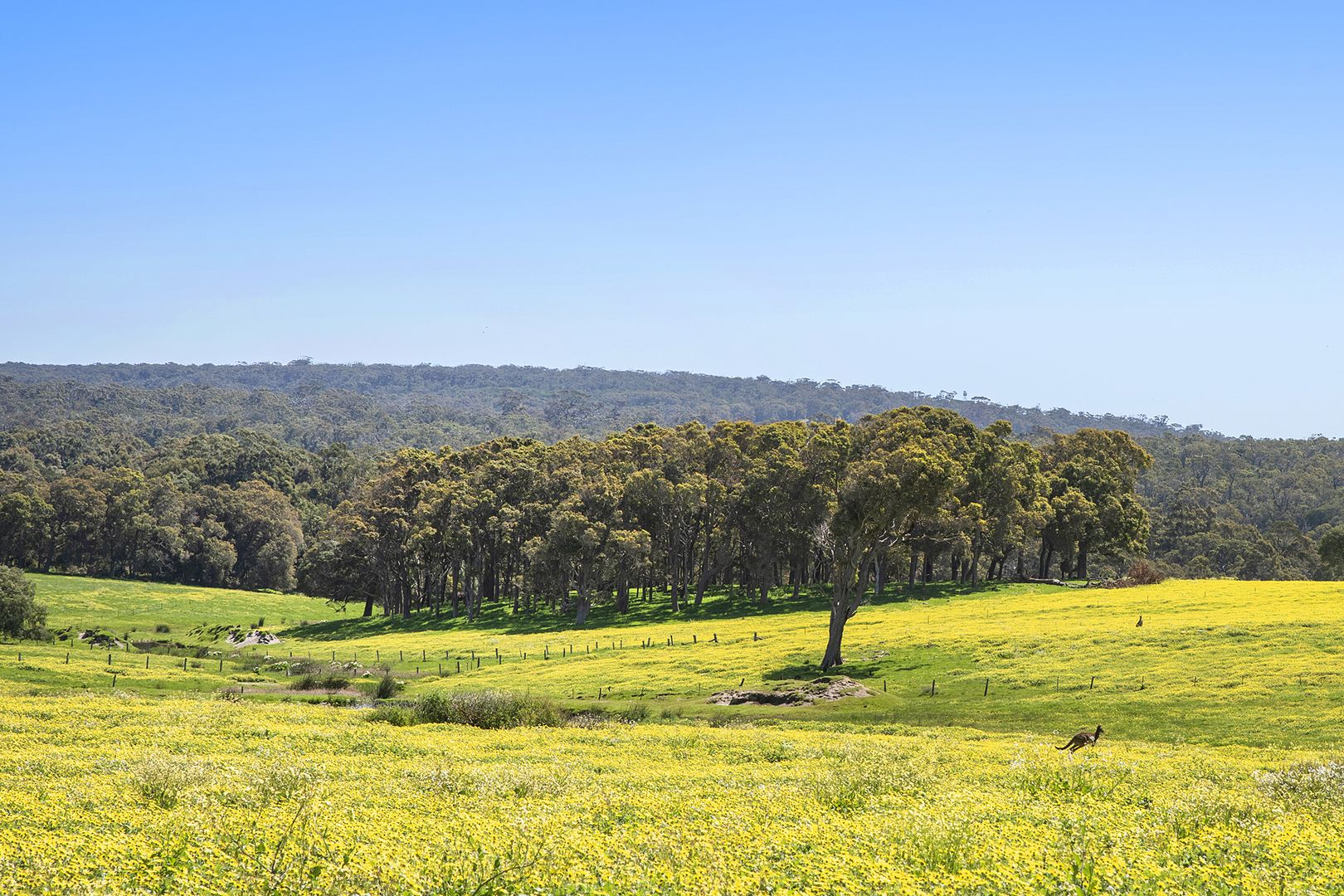 Lot 61 Caves Rd, Burnside WA 6285 Specialist Farm for Sale Domain