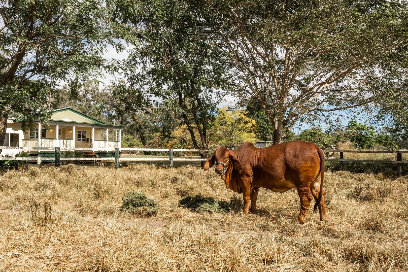 796 Birthamba Road, Bucca QLD 4670, Image 0