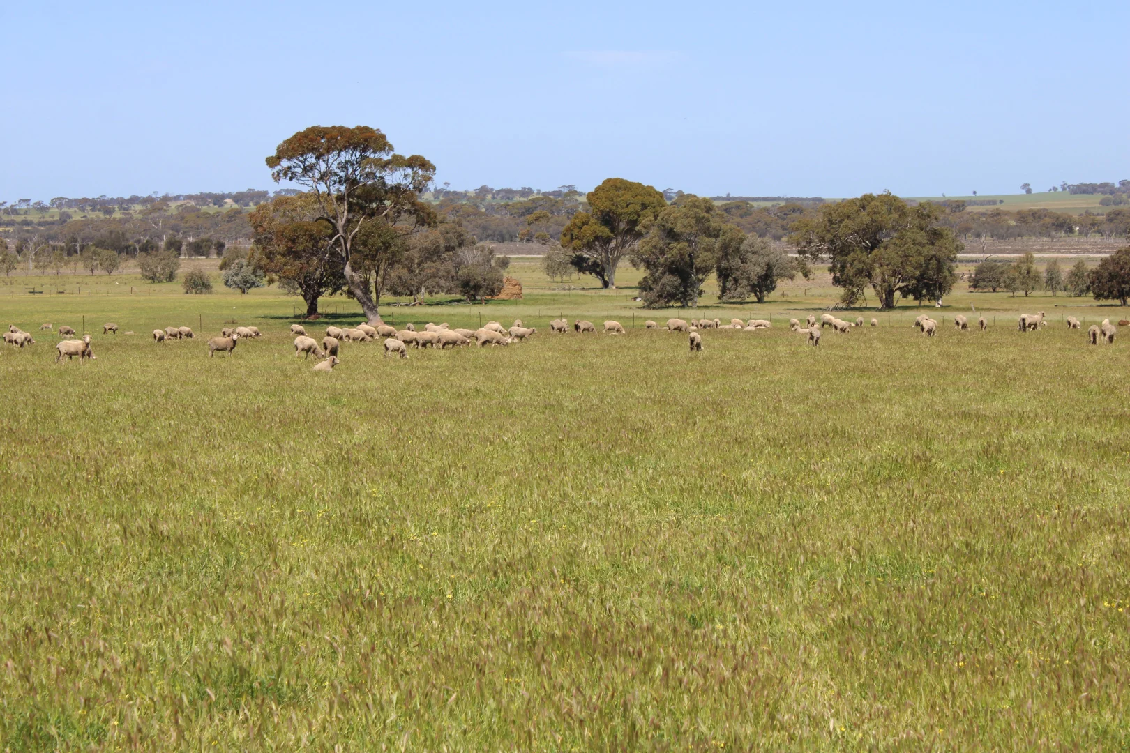 Image 12