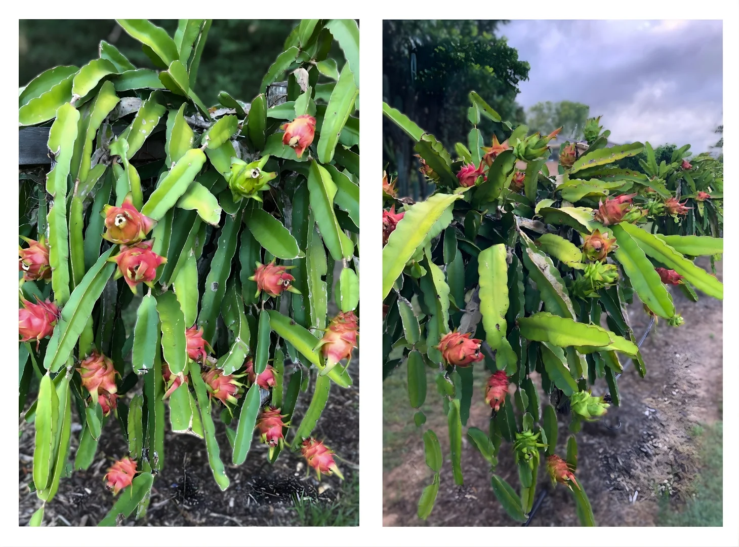 Additional image 21 of 109 Fraser Road, Beerwah QLD 4519