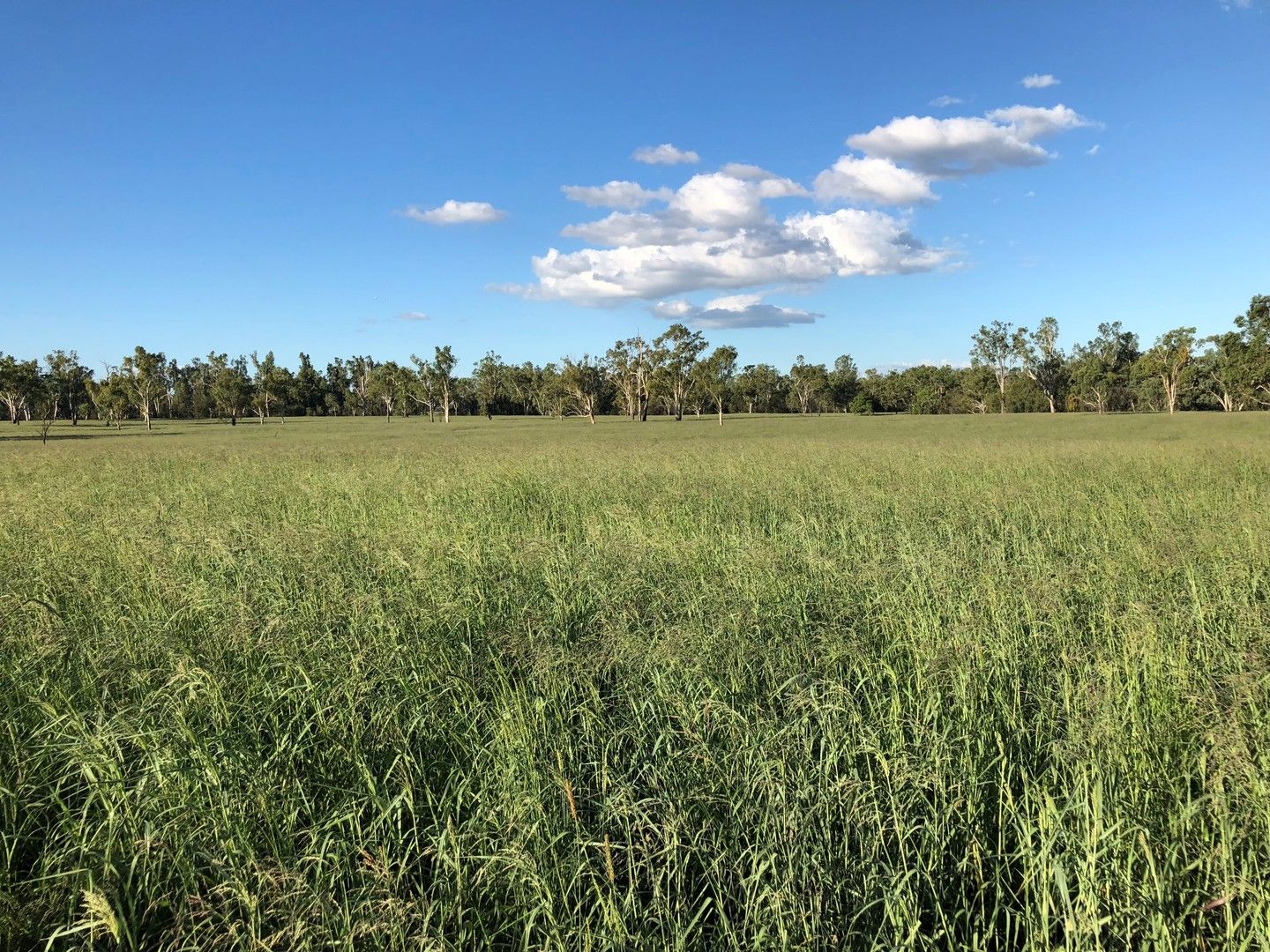 412 ACRES PRIME RIVER GRAZING, Dalby QLD 4405, Image 0
