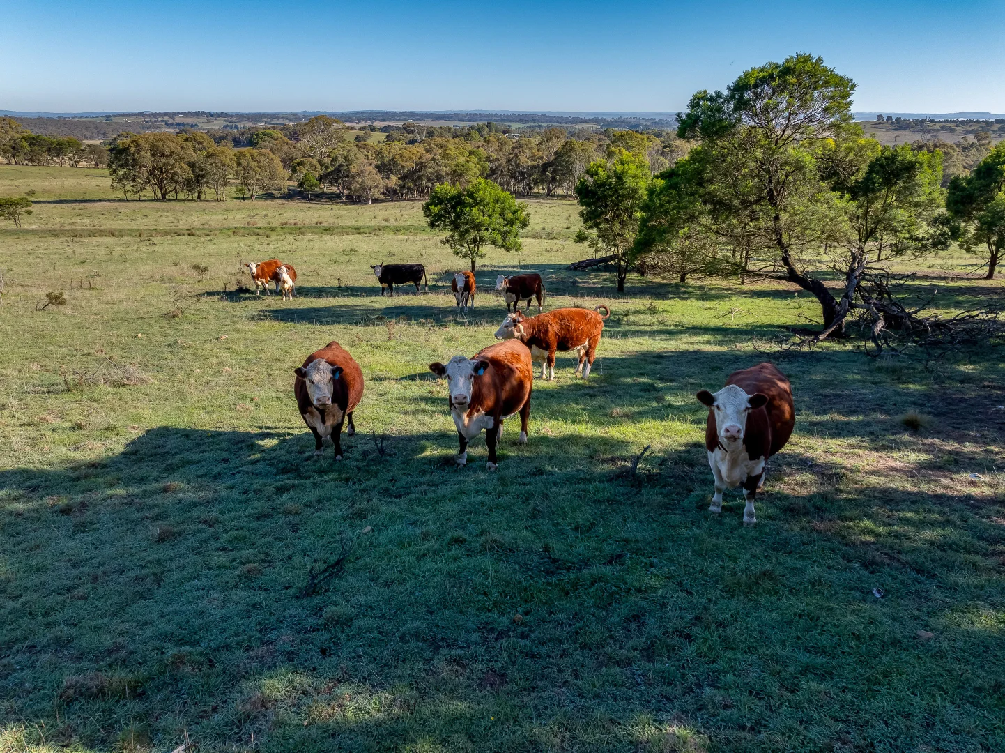 Additional image 29 of 7550 Federal Highway, Goulburn NSW 2580