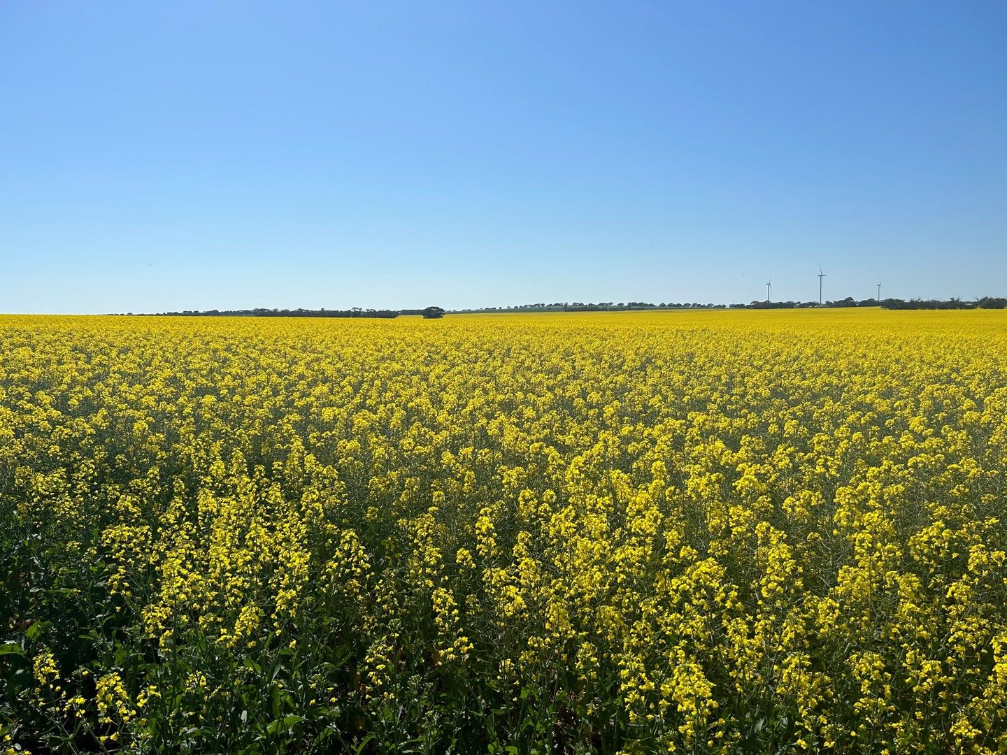 Staehrs Road, Nhill VIC 3418, Image 0