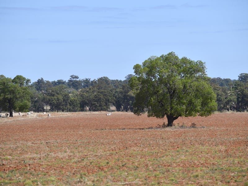 Tullamore NSW 2874, Image 1