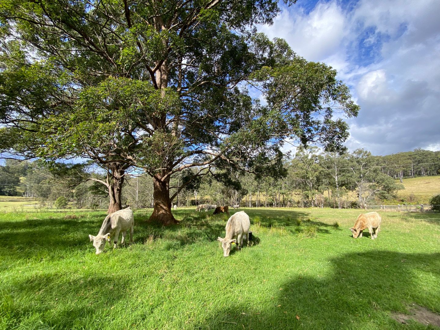 Tyringham NSW 2453 House for Sale Domain