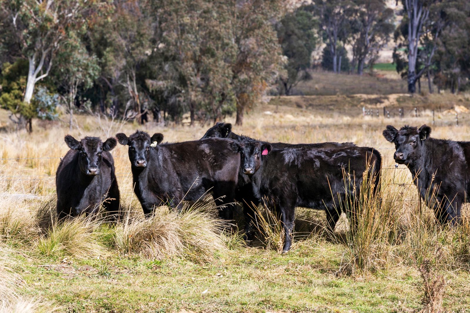 Bellevue Downs Nowendoc Road, Niangala NSW 2354, Image 0