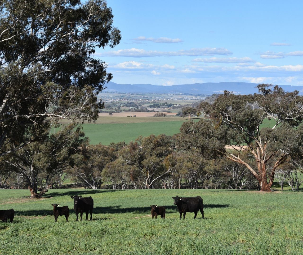 Bathurst NSW 2795 House for Sale 260.00 acre Domain