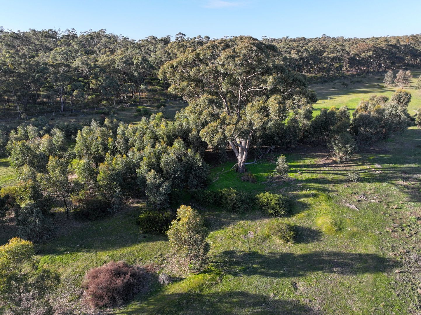 Pipeclay Road, Rheola VIC 3517, Image 2