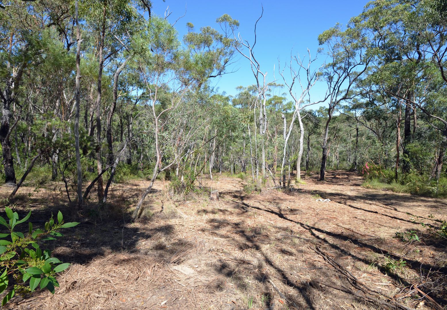 Lot 1/226 Chapman Parade, Faulconbridge NSW 2776, Image 2