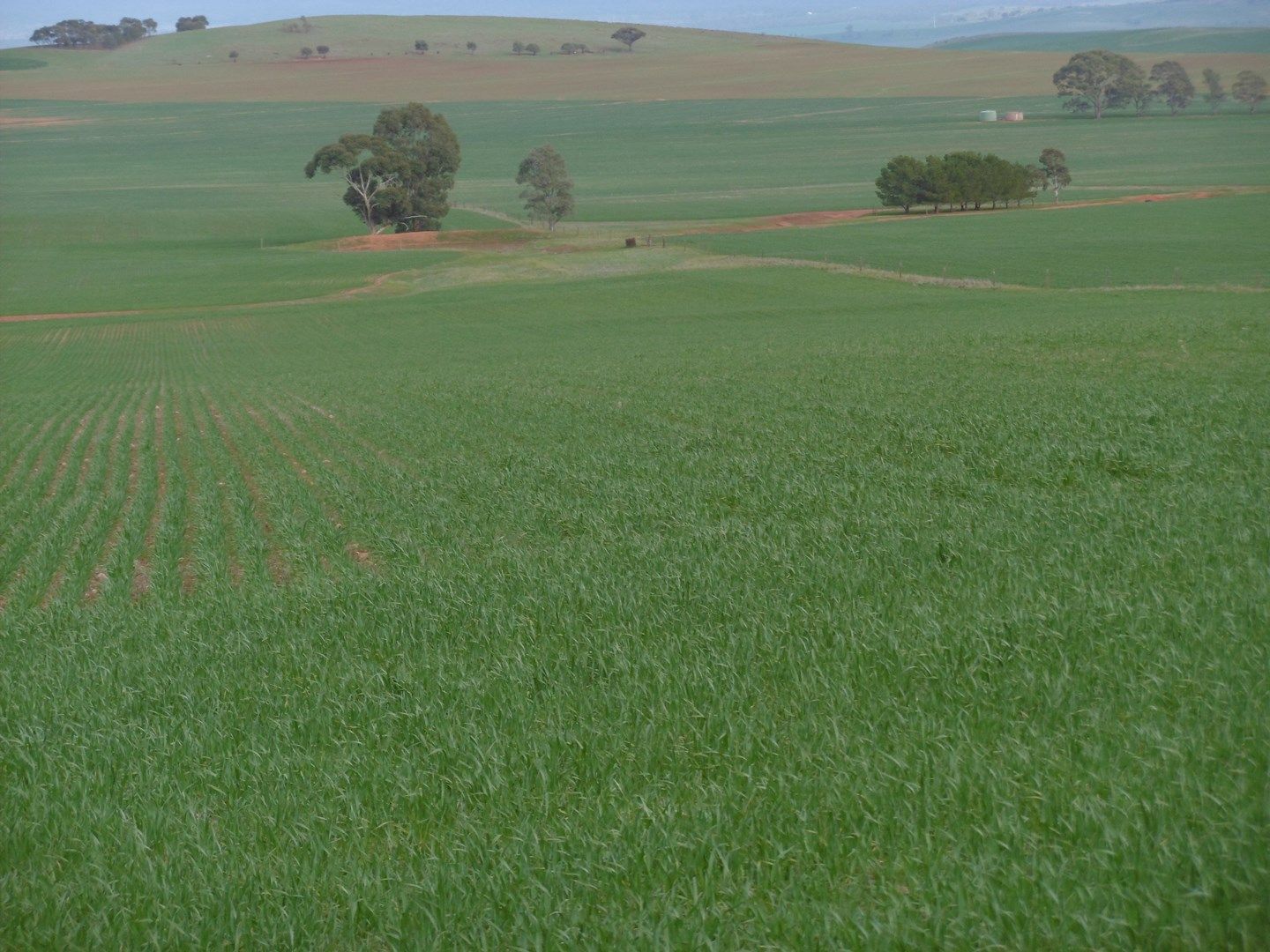 - Caltowie North, Caltowie North SA 5490, Image 0