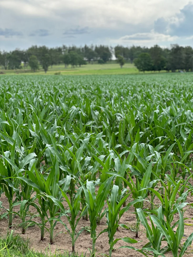 Image 12