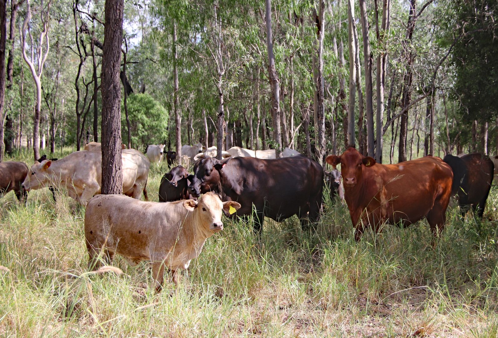 Holmes Road, Camboon QLD 4719, Image 2