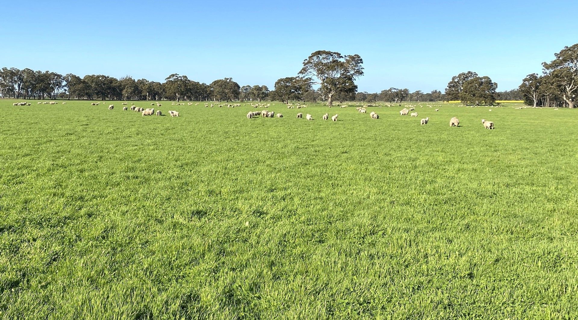 HarrowClear Lake Road, Harrow VIC 3317 House for Sale Domain