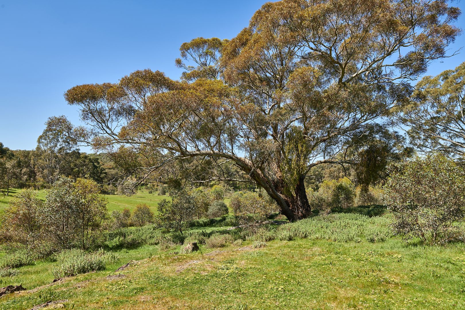 CAB15D Spring Flat Road, Heathcote VIC 3523, Image 1