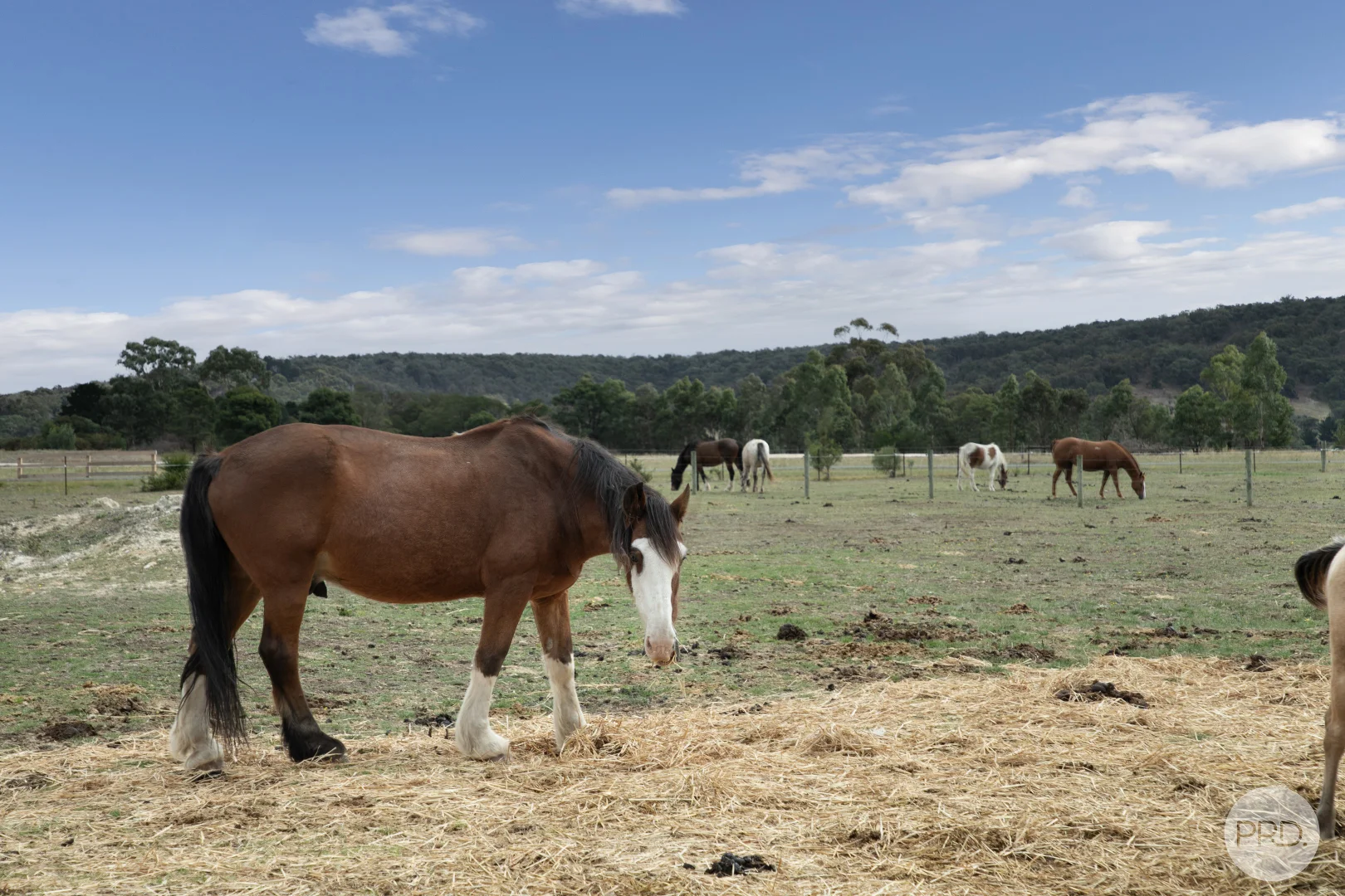 Additional image 16 of 21 Exchequer Road, Cape Clear VIC 3351