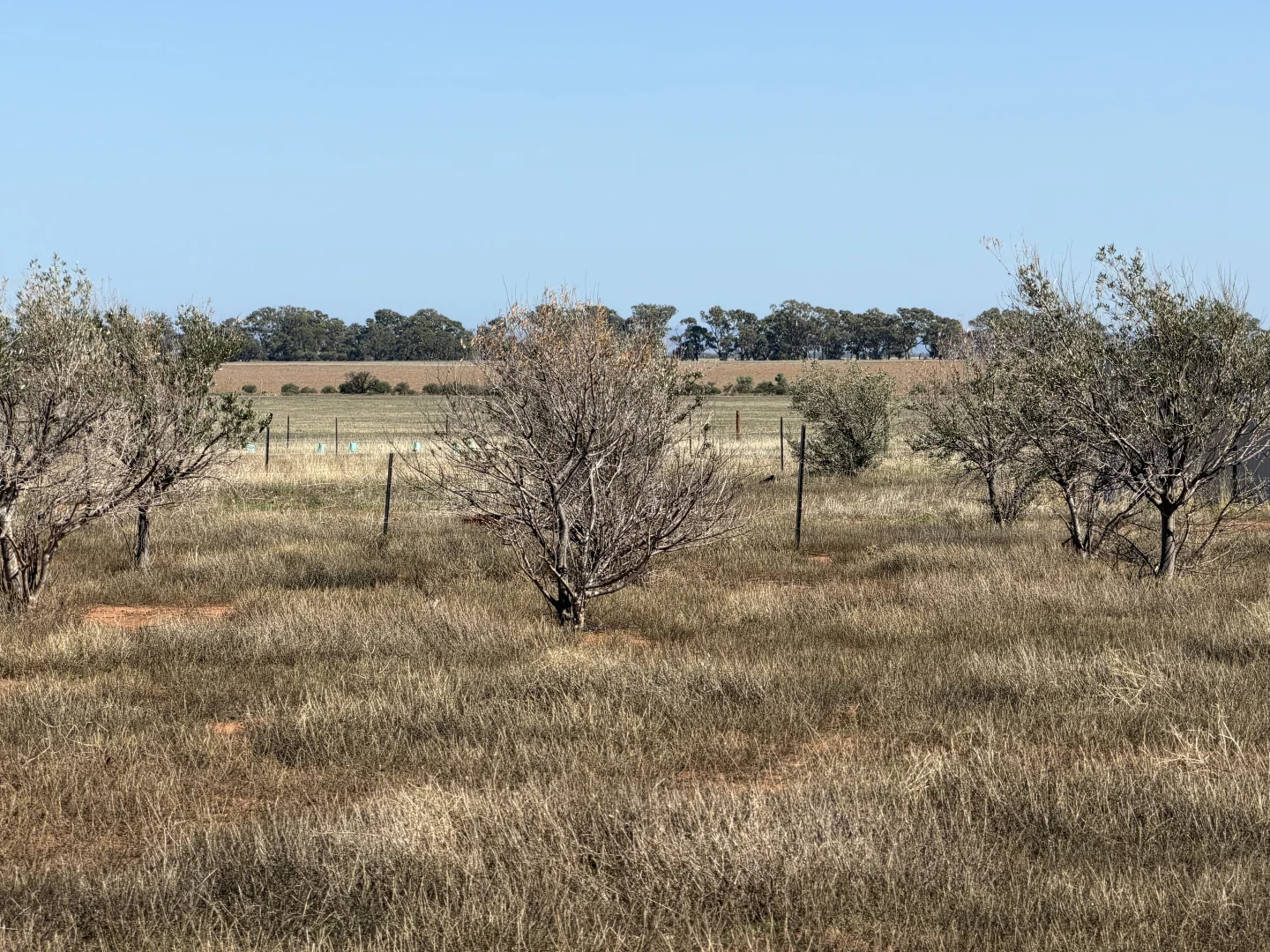 Additional image 8 of Lot 567 Telowie Road, Telowie SA 5540