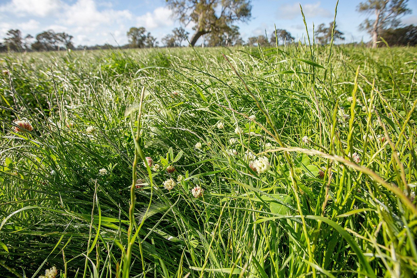 227 Millers Lane, Penola SA 5277, Image 0