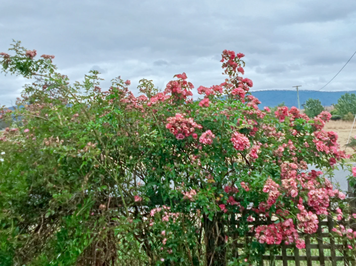 Additional image 30 of Springfield TAS 7260