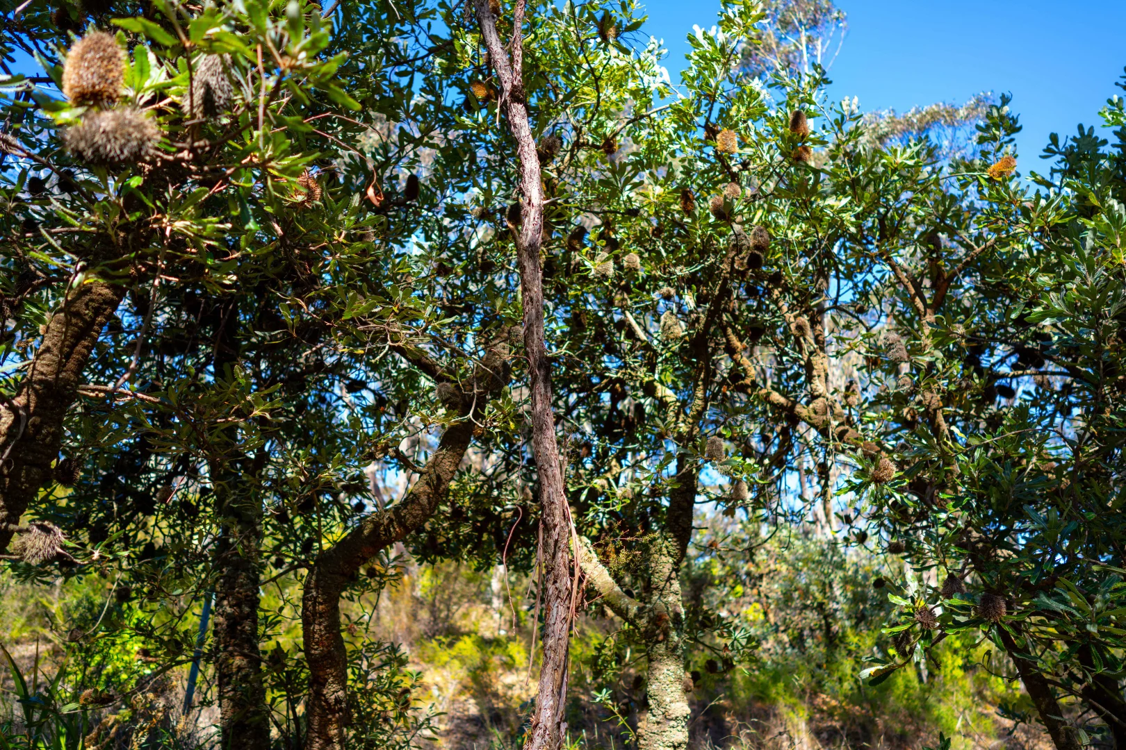 Image 7