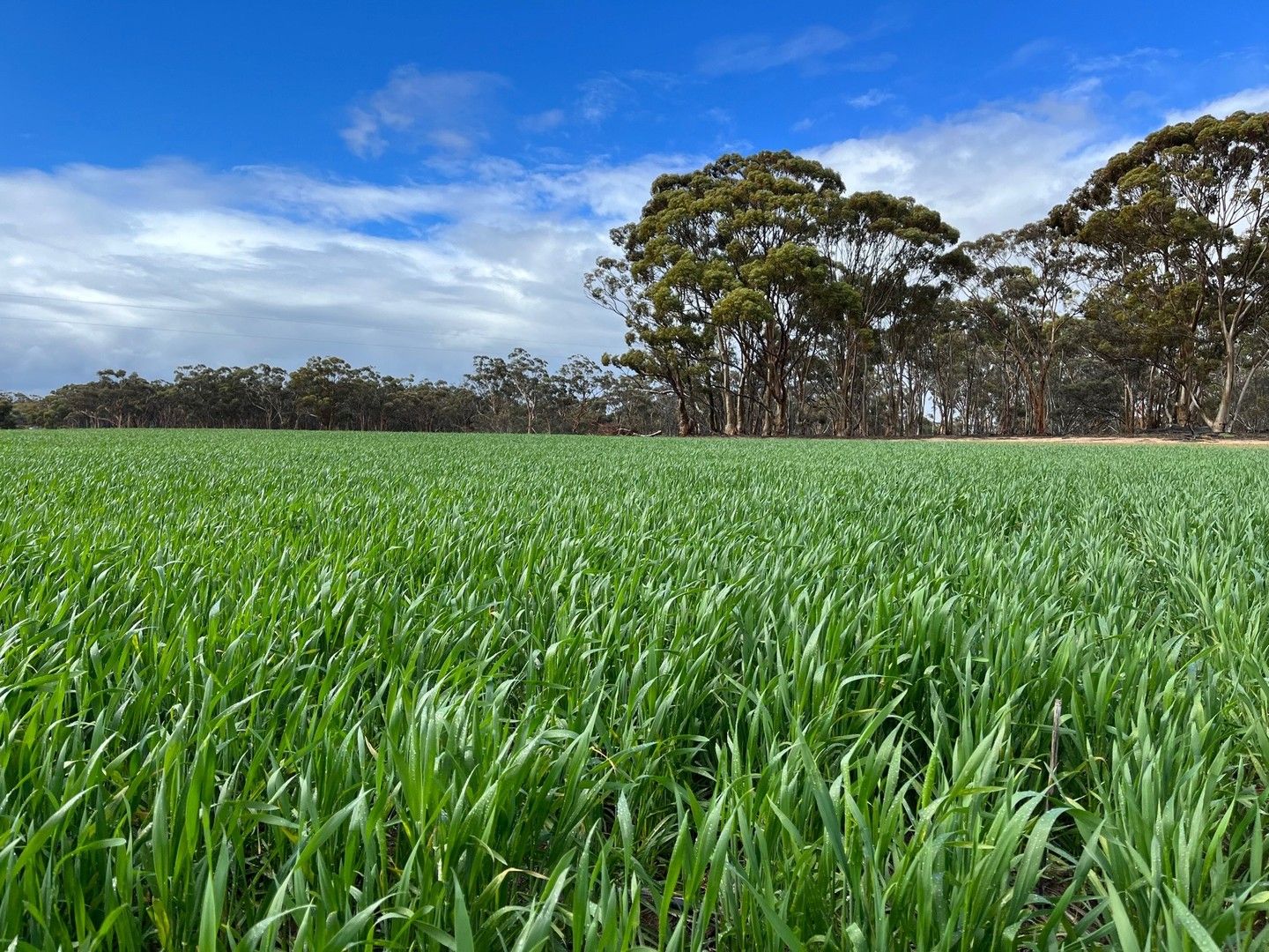 . 'Wells" Dangin North Road, Quairading WA 6383, Image 0