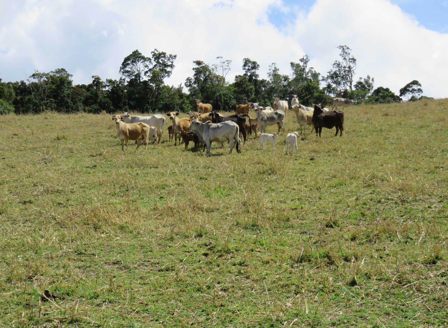 Ravenshoe QLD 4888, Image 2