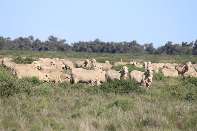 Picture of "Nyangay" Cobb Highway, BOOROORBAN NSW 2710