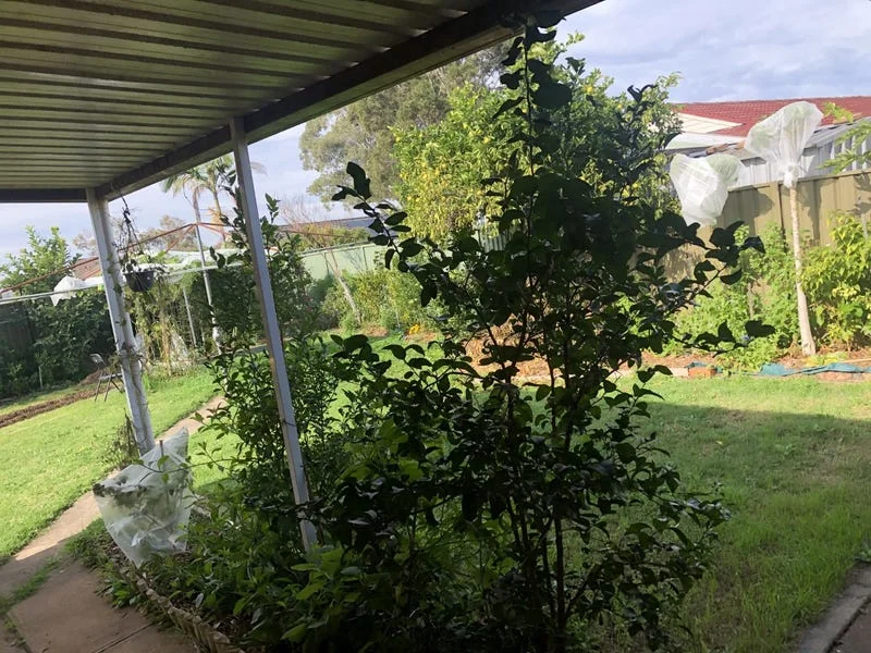 Additional image 8 of 10 Kiriwina Place, Glenfield NSW 2167