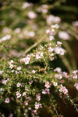 Image 26