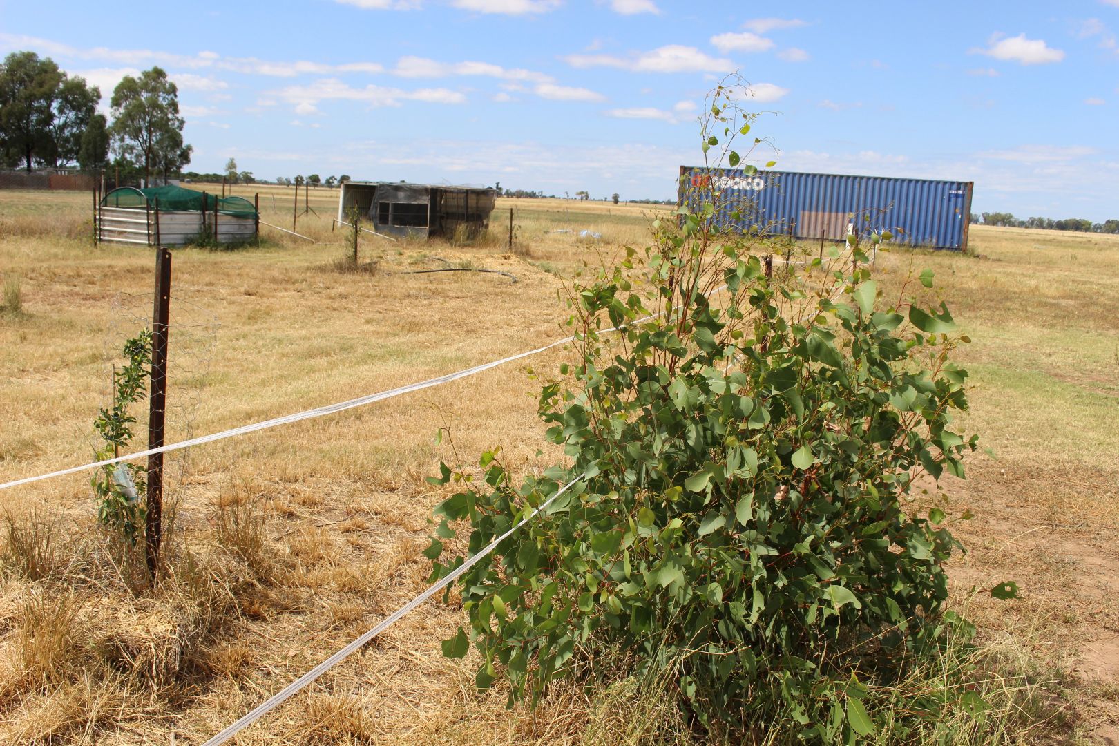 636 Arthursleigh Rd, Gilgandra NSW 2827 House for Sale 218,000