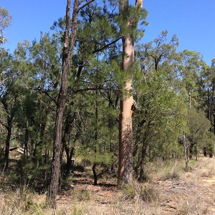 Picture of Lot 8 Wallaby Drive, CYPRESS GARDENS QLD 4357