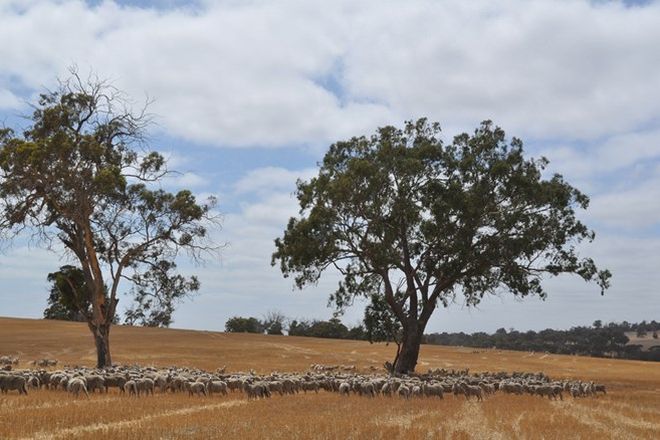 Picture of . Wandarin, Boyacup Road, FRANKLAND RIVER WA 6396