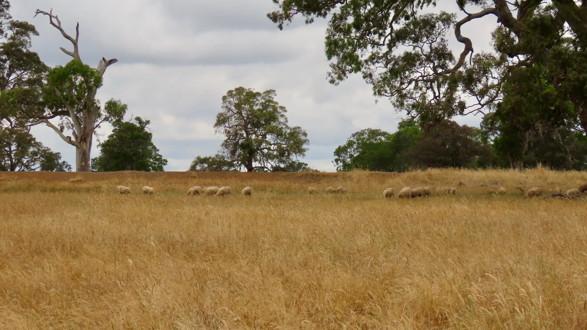 Additional image 12 of 596 Mostyn Lane, Balmoral VIC 3407