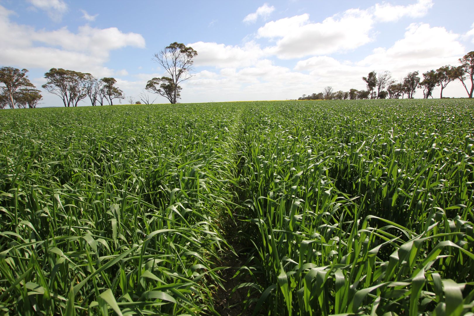 Lots York-Merredin Road, Shackleton WA 6386, Image 2