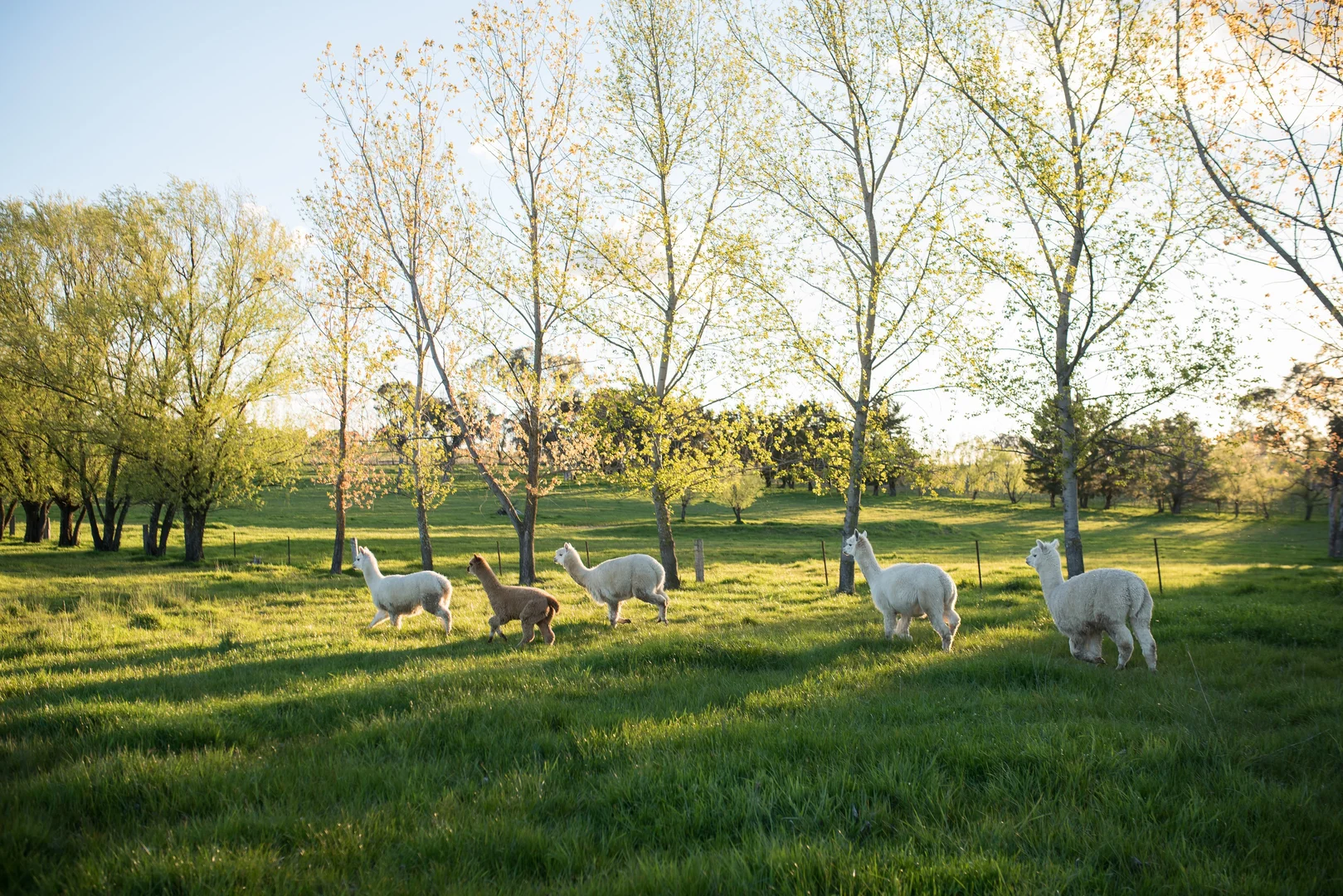 Additional image 20 of 1034 The Escort Way, Orange NSW 2800