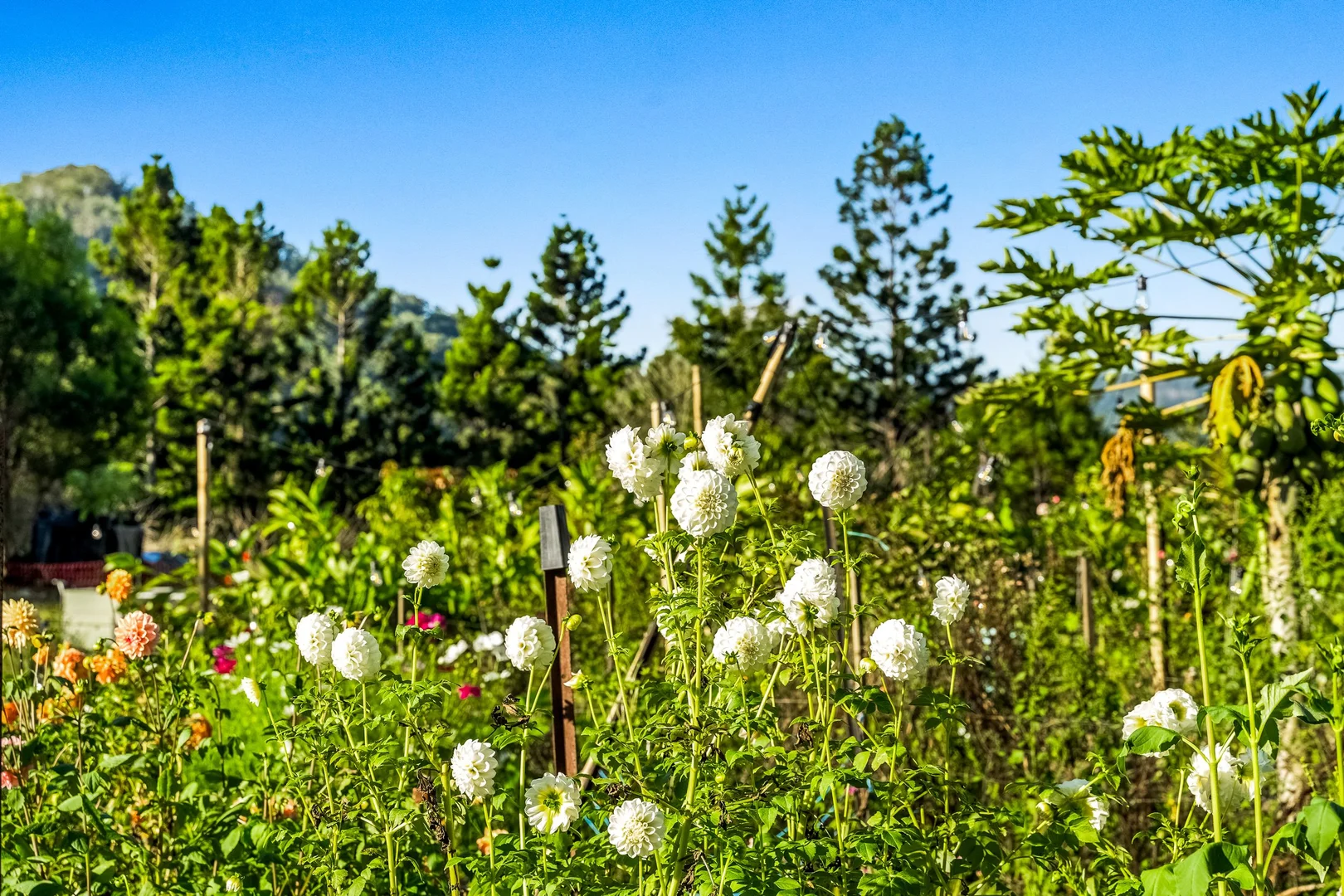 Additional image 22 of 181 Lindsay Road, Larnook NSW 2480
