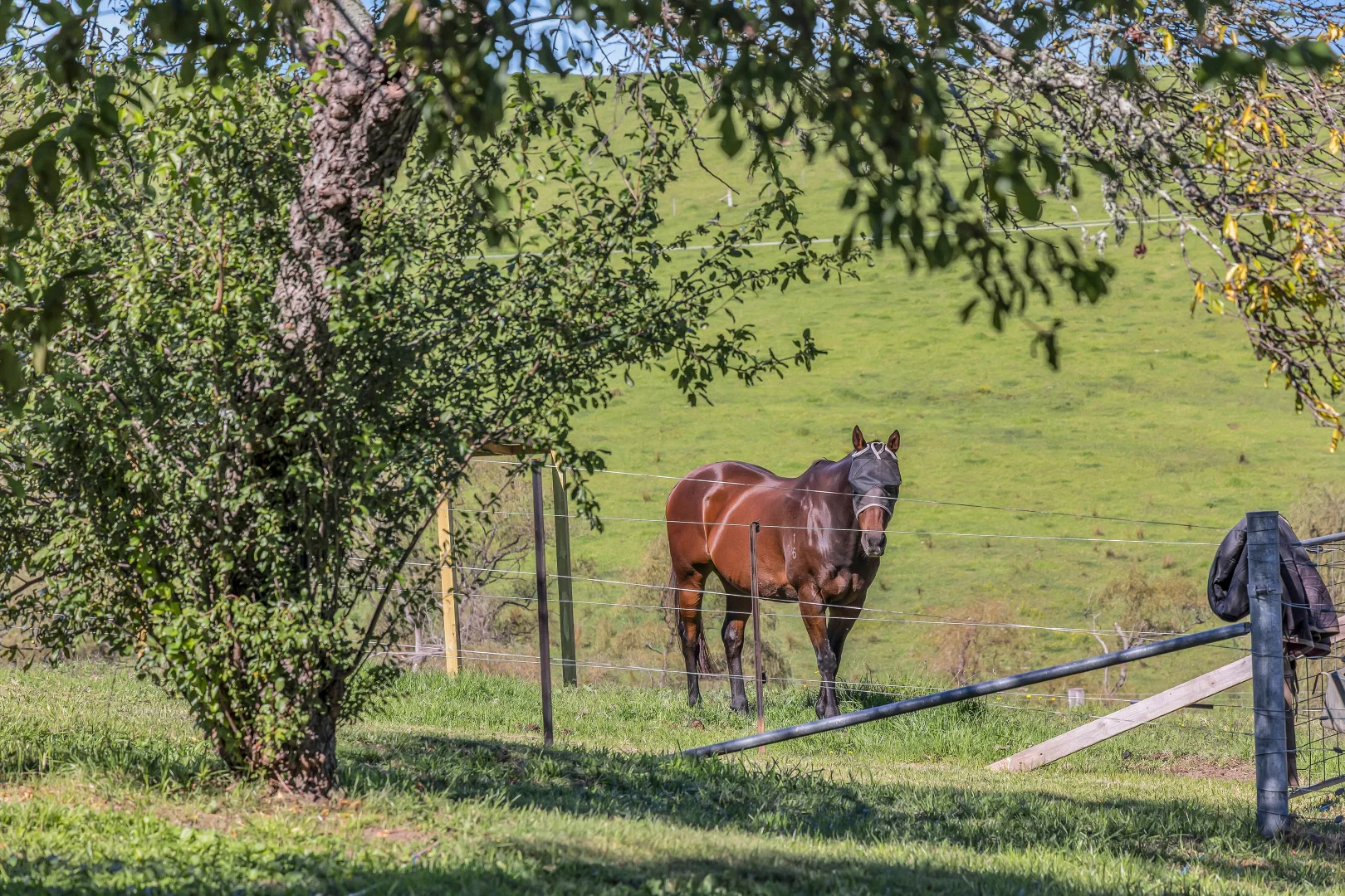 Additional image 27 of Bega NSW 2550
